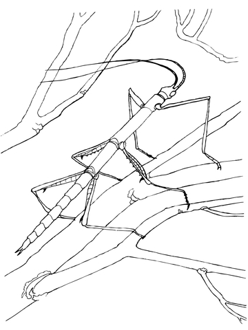 Walking Stick Bug Coloring Page